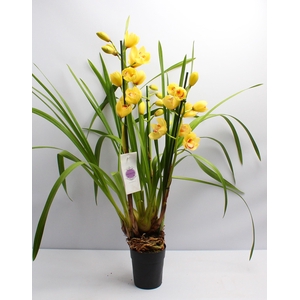 Cymbidium geel 3-4 tak