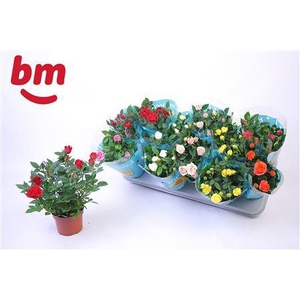 Ro B Monde Gem 7 Srt
