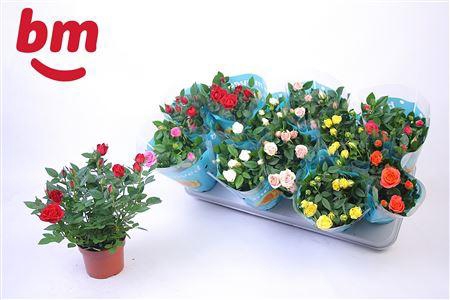 <h4>Ro B Monde Gem 7 Srt</h4>
