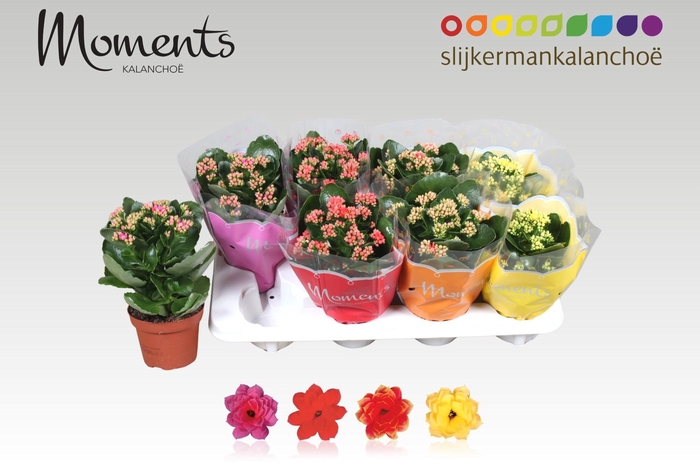 <h4>KAL GE GEM 4 KL</h4>