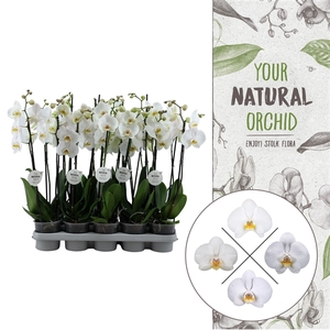 Your Natural Orchid | White 60cm | Phalaenopsis 2 spike