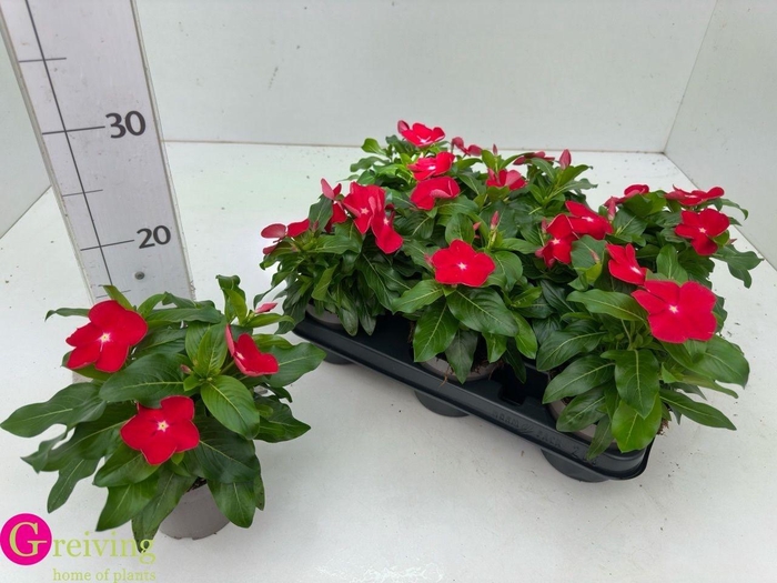 <h4>CATH CO C CHERRY</h4>
