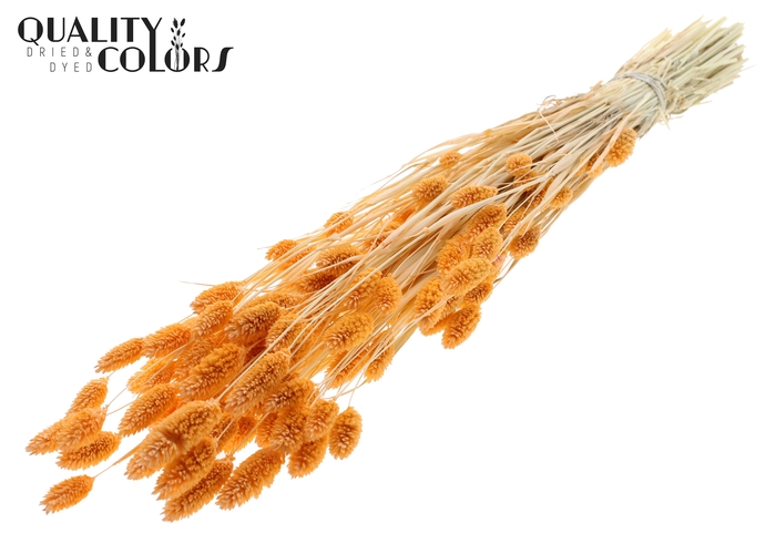 <h4>Phalaris per bunch Intense Salmon</h4>