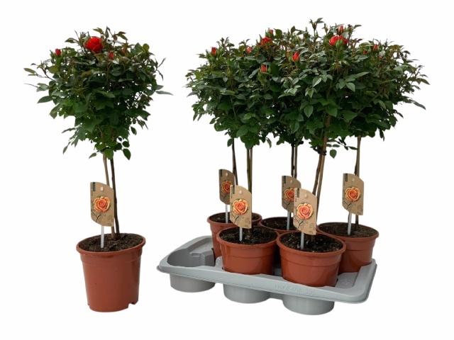 <h4>ROSA ST OV</h4>
