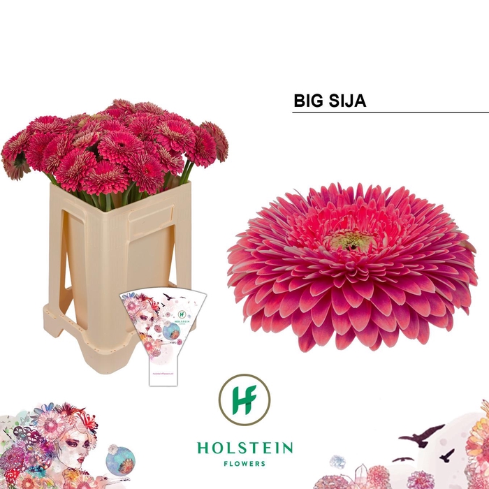 <h4>Gerbera Pomponi Big Sija</h4>
