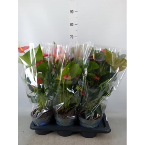 Anthurium   ...mix