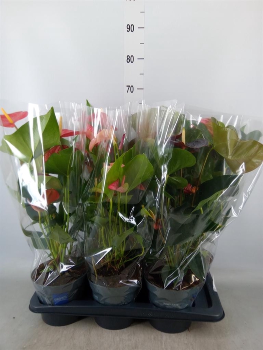 <h4>Anthurium   ...mix</h4>