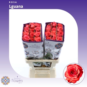 Rosa gr Iguana