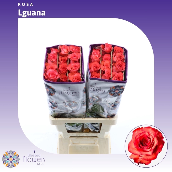 <h4>Rosa gr Iguana</h4>