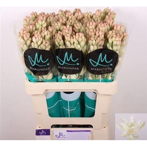 Poliant Tu Elvy Ivor