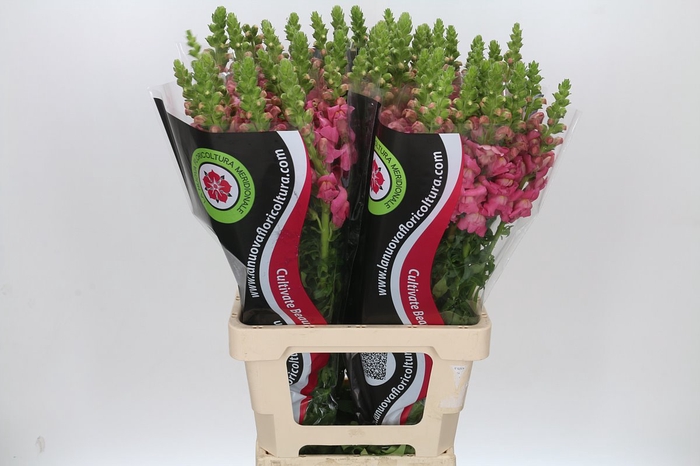 <h4>Antirrhinum Potomac Cherry Rose</h4>