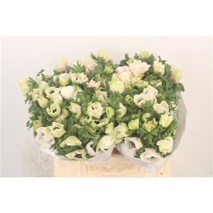 Anemone Mistral White ( Panda )