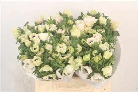 <h4>Anemone Mistral White ( Panda )</h4>
