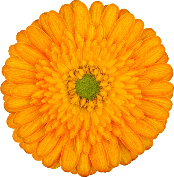 <h4>GE MI GIZELA</h4>