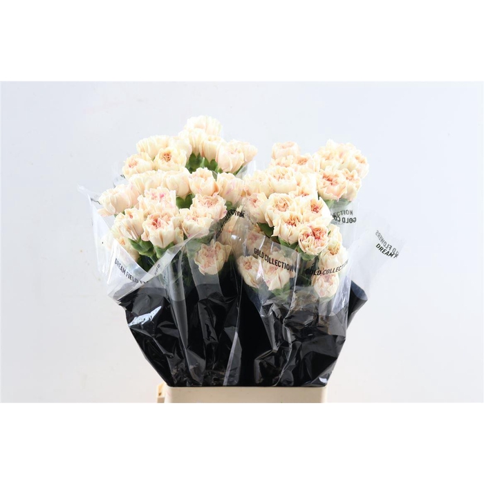 <h4>Di St Apple Tea</h4>