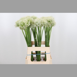 Allium Mount Everest