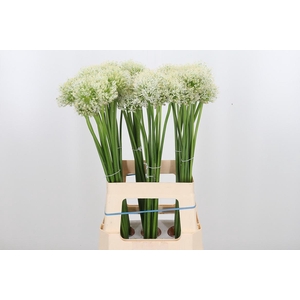 Allium Mount Everest