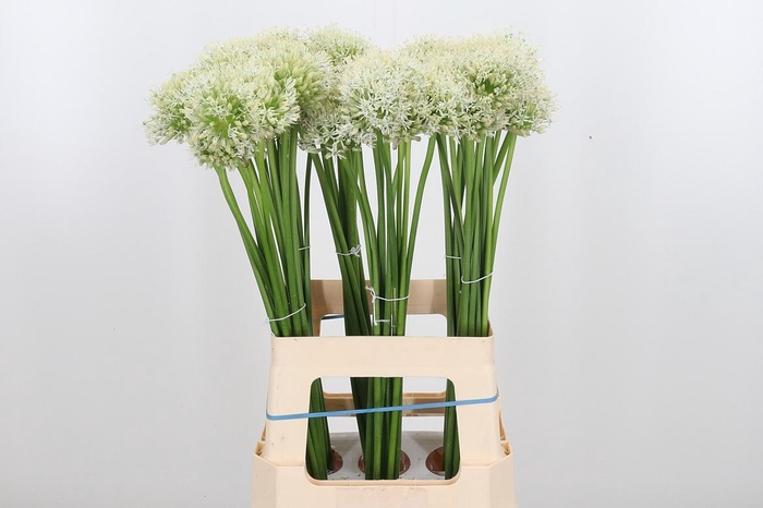 <h4>Allium Mount Everest</h4>