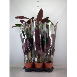 Calathea warscewiczii