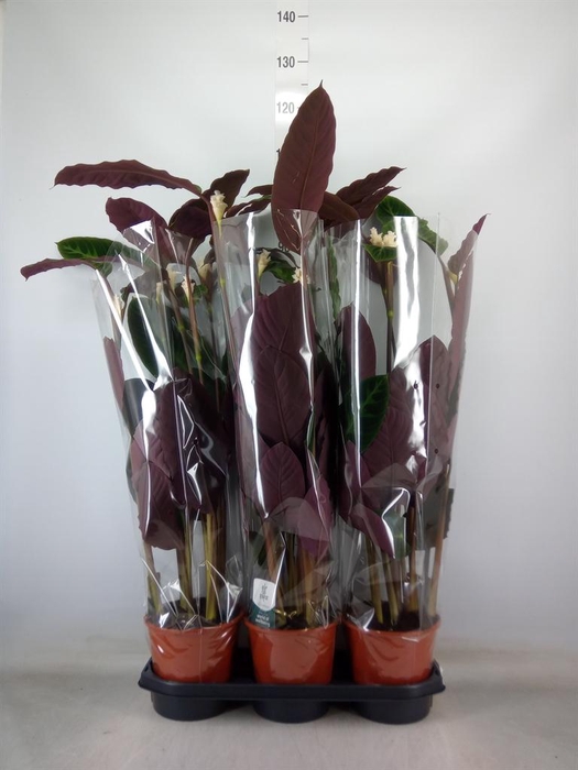 <h4>Calathea warscewiczii</h4>