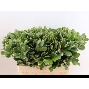 PITTOSPORUM ILAN
