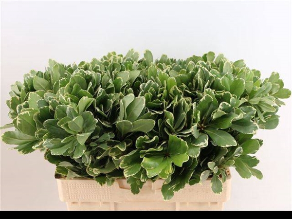 <h4>PITTOSPORUM ILAN</h4>