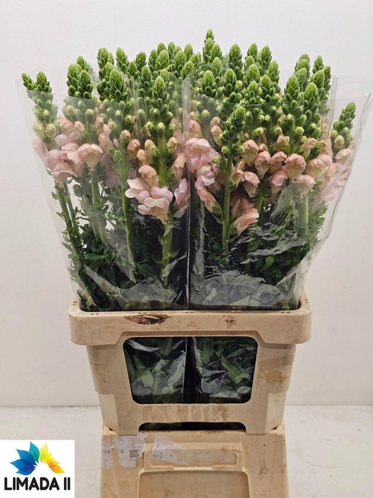 <h4>Antir Poto Rose</h4>