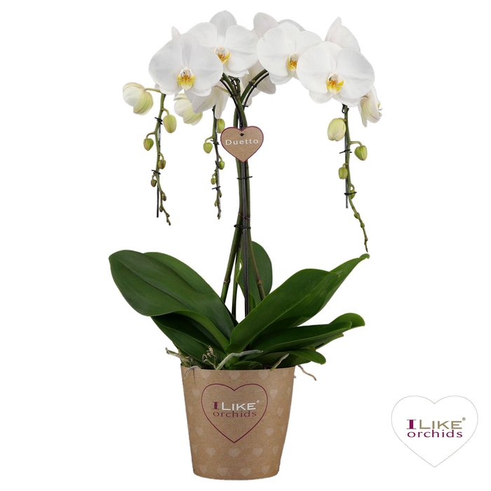 <h4>Duetto Ornamento Leeds - 3 tak</h4>