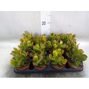 Crassula ovata 'Sunset'
