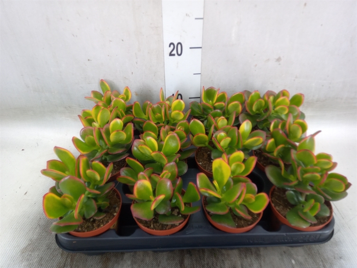 <h4>Crassula ovata 'Sunset'</h4>