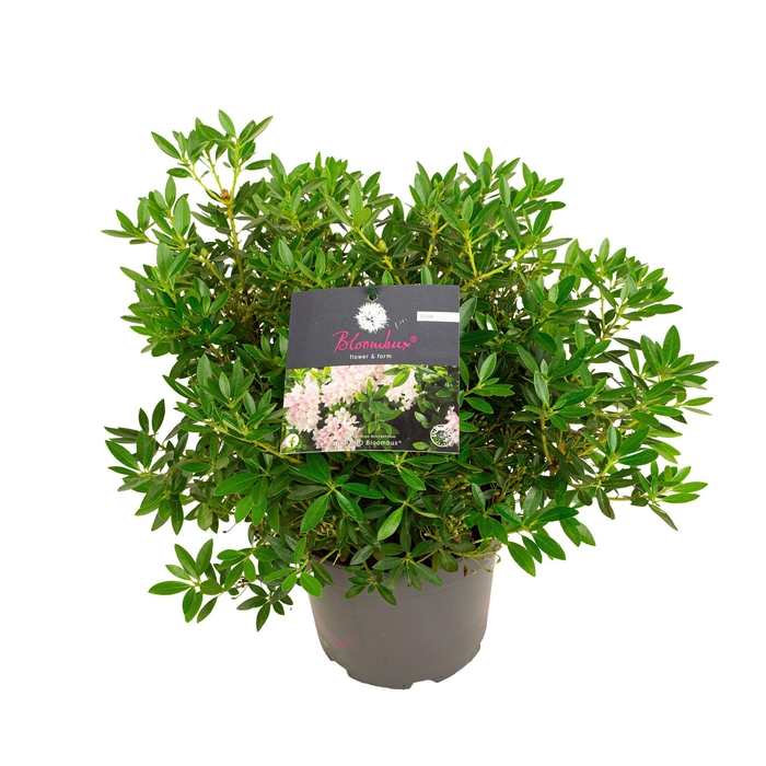 <h4>Rhododendron 'Bloombux' Pink</h4>