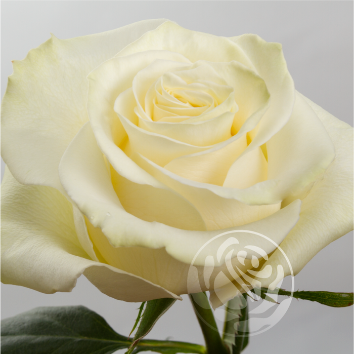 <h4>R GR MONDIAL Welyflor</h4>