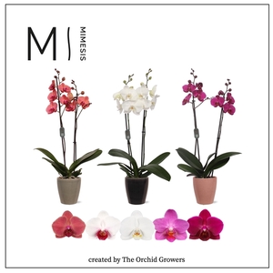 Mimesis Phal. Mix - 2 spike 12cm in Nadia mix ceramic