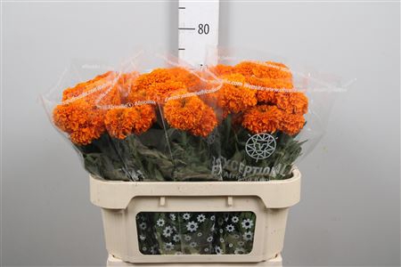 <h4>Tagetes M Pr Orange</h4>