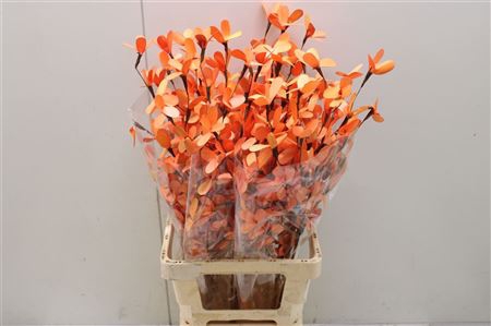 BUTTERFLY FLOWER ORANGE