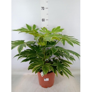 Fatsia japonica   ...