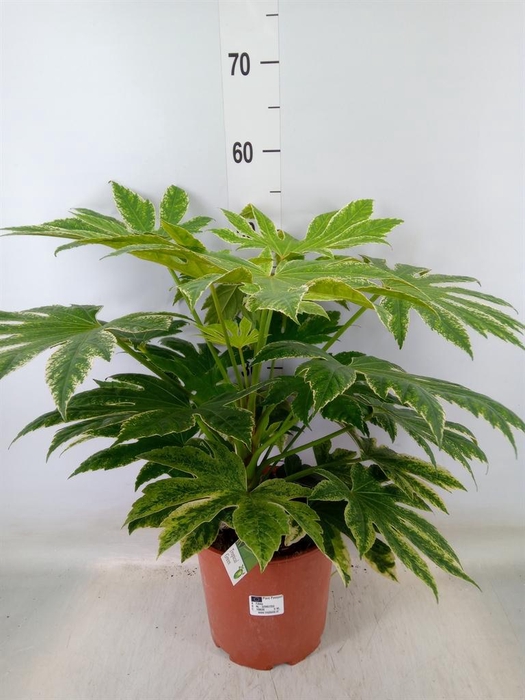 <h4>Fatsia japonica   ...</h4>