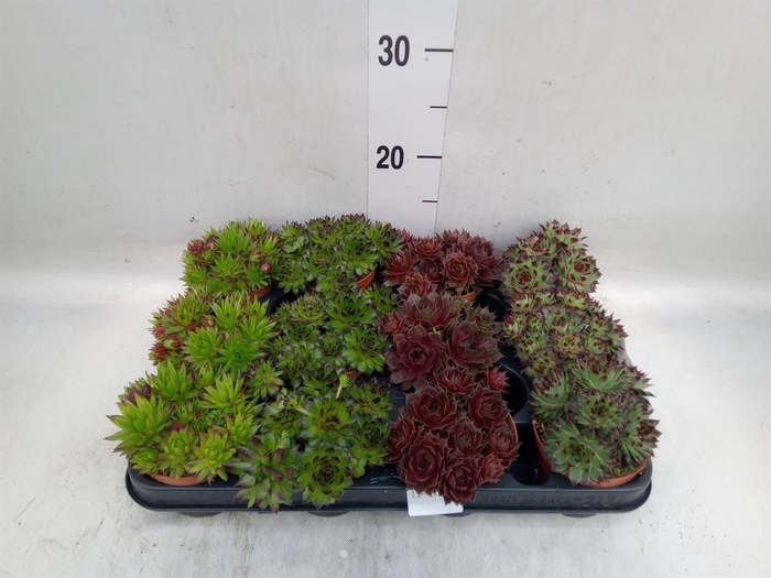 <h4>Succulents   ...</h4>