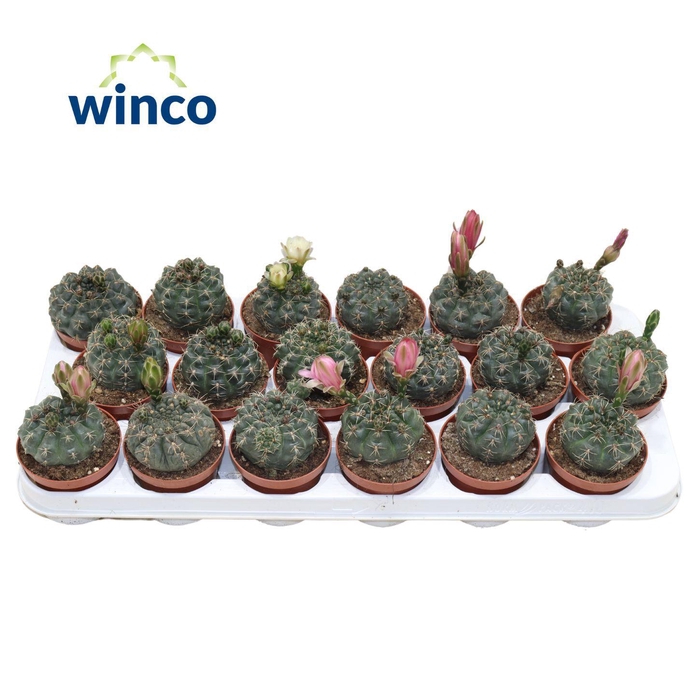 <h4>Gymnocalycium Baldianum (flowering)</h4>