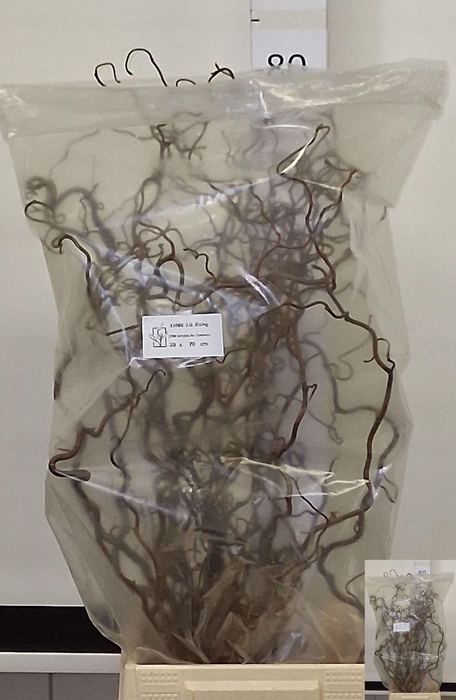 <h4>CORYLUS AVELLANA 'CONTORTA'</h4>