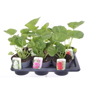 Alcea rosea Chart. Double Mix