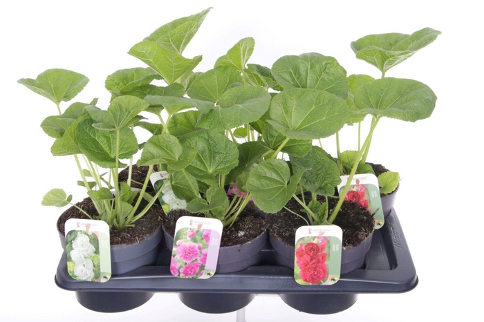 <h4>Alcea rosea Chart. Double Mix</h4>
