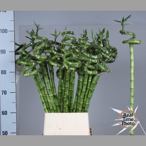 DRAC LUCKY BAMBOO