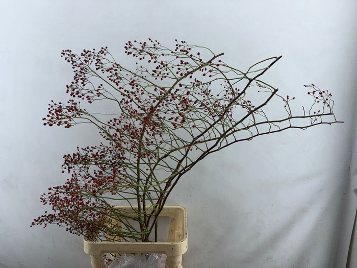 <h4>Rozenbottel Corallo</h4>