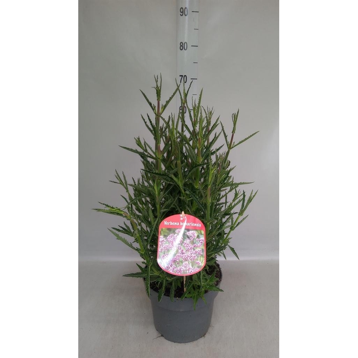 <h4>Verbena bonariensis</h4>