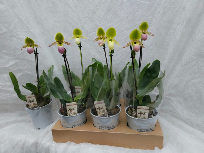 <h4>PAPH MULTIFLOWER GEM</h4>