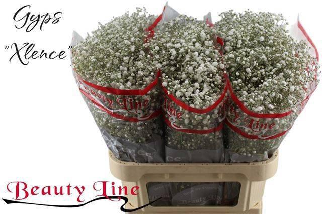 <h4>Gyps Pa Xlence</h4>