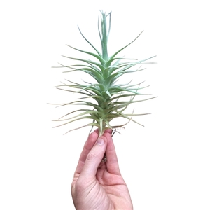 Tillandsia Aranthos XL