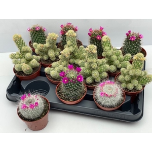 CACTUS BLOEIEND GEM