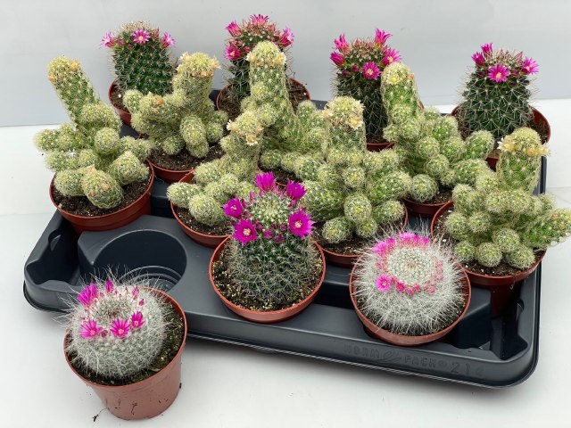 <h4>CACTUS BLOEIEND GEM</h4>